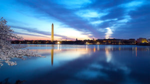 Washington Monument at night with cherry blossom